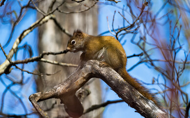 American Red Squirrel in a Canadian Park