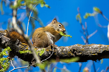 American Red Squirrel in a Canadian Park