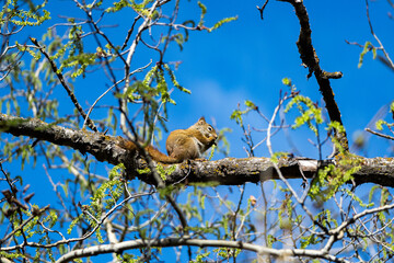 American Red Squirrel in a Canadian Park