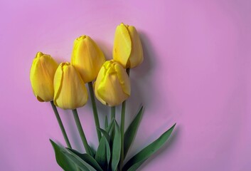 Fototapeta premium Large yellow tulips, with green leaves on a delicate lilac background, with space for text, for cards, congratulations.
