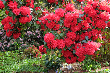 Bright red California Rhododendron ‘Merkeeta’s Prize’ in flower.