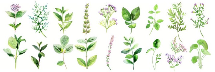 Watercolor Hand Painted Herbs and Plants on White Background for Health and Wellness Generative AI