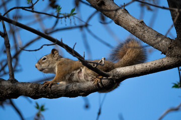 American Red Squirrel in a Canadian Park