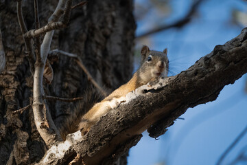 American Red Squirrel in a Canadian Park
