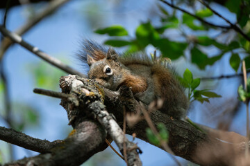 American Red Squirrel in a Canadian Park