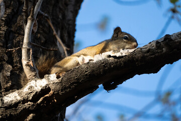 American Red Squirrel in a Canadian Park