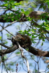 American Red Squirrel in a Canadian Park