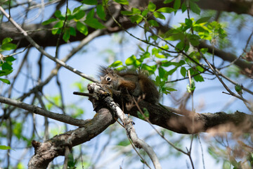 American Red Squirrel in a Canadian Park