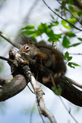 American Red Squirrel in a Canadian Park
