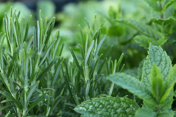 Fototapeta premium herb bed mint and rosemary