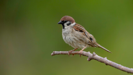 Sparrow on a branch in nature