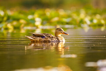 duck on the water