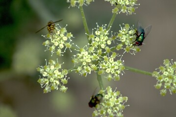 fly and bee on a flowering desert plant