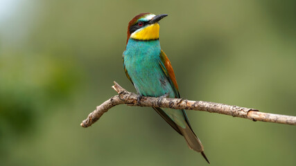 bee - eater on a branch in nature