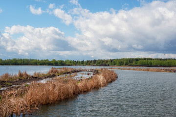 Seagulls nest in dry reeds. Seagulls nest in dry reeds. Spring flood on the lake.