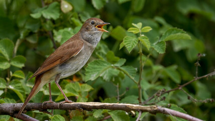 Common Nightingale on a branch in nature