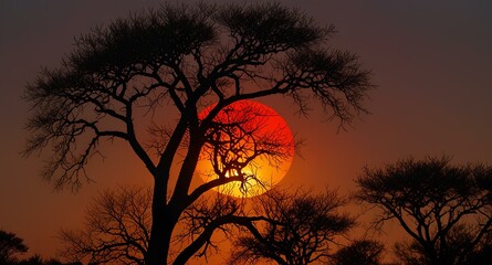 Full red sun at sunset seen thorough tree branches