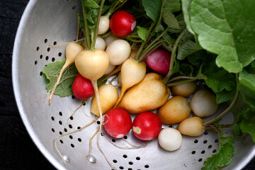 Fresh farm organic garden different color radish in a steel colander. Top view, close-up