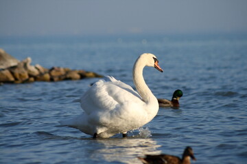 Lone Swan.