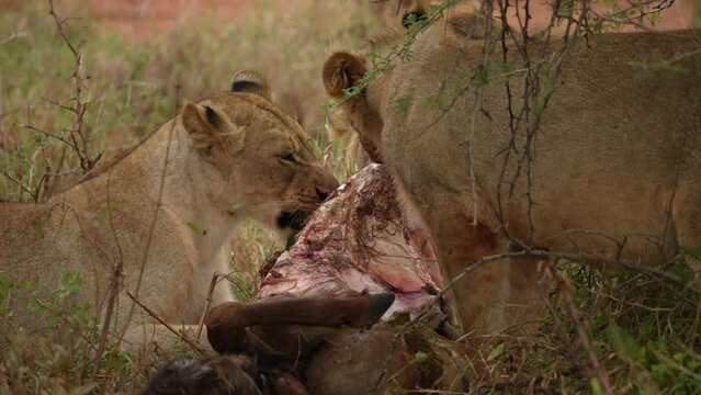 Lions on a kill in grass and Kalahari sand in Madikwe