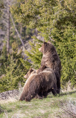 Grizzly Bears in Springtime in Yellowstone National Park Wyoming