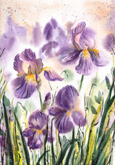 Watercolor iris painting. Hand painted watercolor iris, Violet iris painting. Violet watercolor flowers. Botanical painting. 