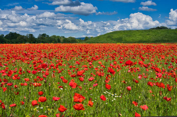 Mohnblumenfeld in der Ortenau