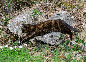 Cat lying on a rock