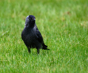 Western jackdaw standing on grassland