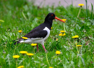 Eurasian oystercatcher standing on grass