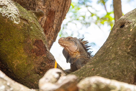 Iguane sur l'&icirc;le Chancel, l'&icirc;let aux iguanes, en Martinique.