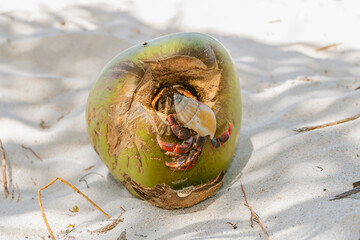 Bernard l'ermite dans une noix de coco sur une plage de sable blanc des Caraïbes.	