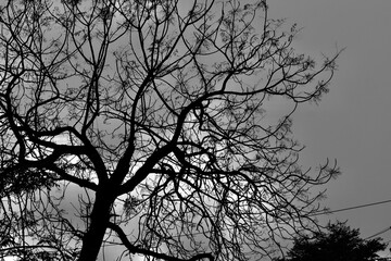 tree silhouette against the sky