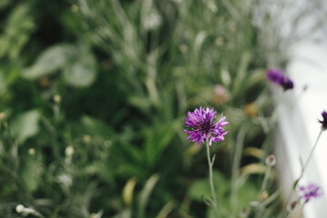 Beautiful cornflower blooming in english cottage garden. Close up of purple cornflower wildflower in grass. Floral wallpaper. Homestead lifestyle and wild natural garden