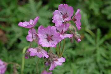 Pink hardy geranium cranesbill in flower.