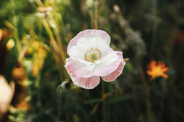 Beautiful poppy blooming in english cottage garden. Close up of pink poppy flower in wild natural...