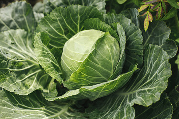 Naklejka premium Cabbage growing in urban garden. Cabbage leaves and head close up. Home grown food and organic vegetables, gardening banner