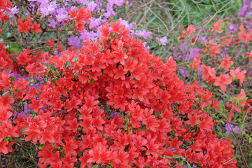 Red Rhododendron azalea in flower.