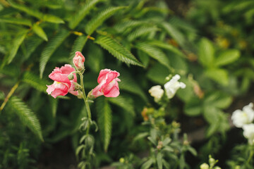 Beautiful snapdragon blooming in cottage garden. Close up of pink a antirrhinum flowers. Homestead...