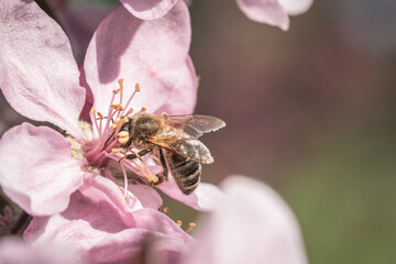 honey bee pollinating an apple tree blossom