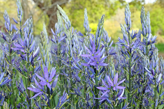 Blue Camassia leichtlinii, the great camas or large camas, in flower.