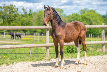Obraz premium Magnifique cheval de race frison dans un élevage en nature
