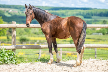 Magnifique cheval de race frison dans un élevage en nature