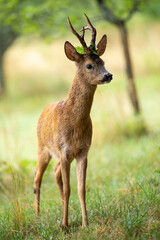 Roe Deer Buck (Capreolus Capreolus) with leaf between his antlers