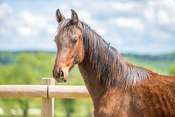 Magnifique cheval de race frison dans un élevage en nature