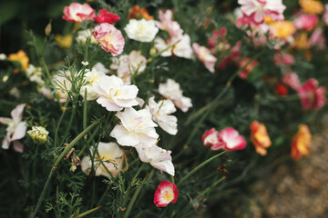 Beautiful pink california poppies blooming in cottage garden. Close up of colorful eschscholzia flowers. Floral wallpaper. Wild natural garden