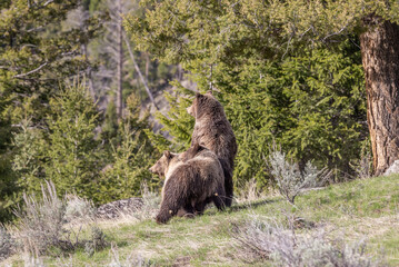 Grizzly Bears in Springtime in Yellowstone National Park Wyoming