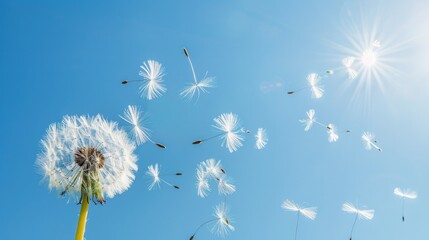 A dandelion dispersing its seeds in the breeze against a clear blue sky