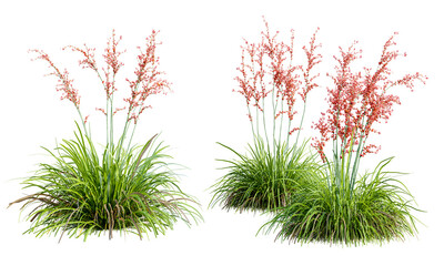 Hesperaloe parviflora plant isolated on transparent background. 3D render.