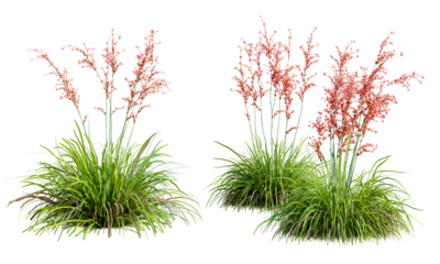 Hesperaloe parviflora plant isolated on transparent background. 3D render.